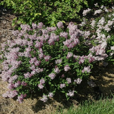SYRINGA PATULA BABY KIM®  G3 15&quot; PW