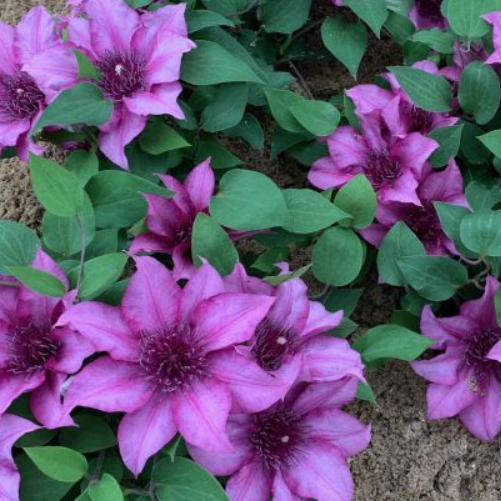 CLEMATIS &