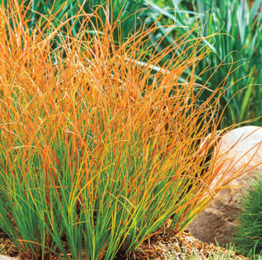 GRASS - CAREX &
