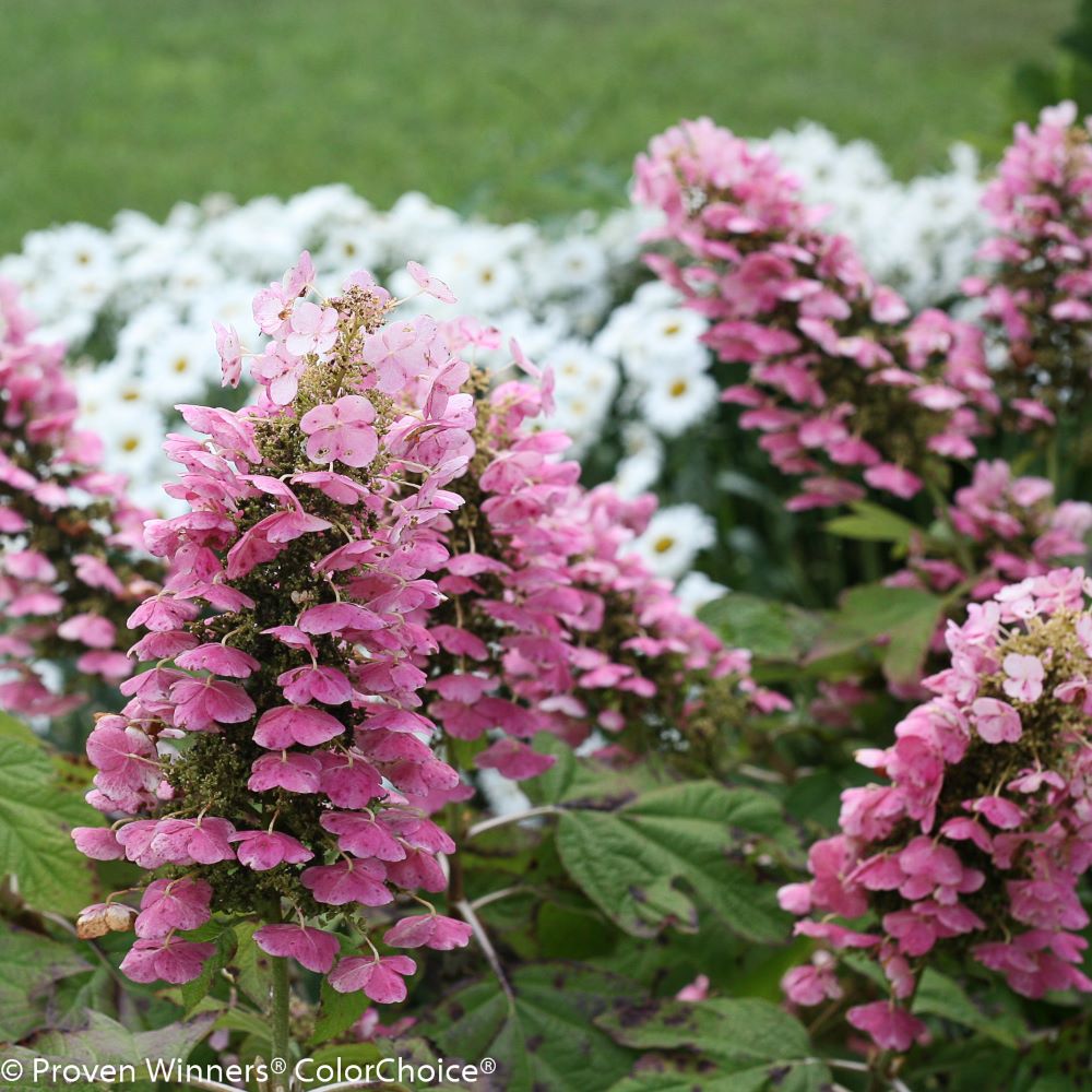 HYDRANGEA QU. &