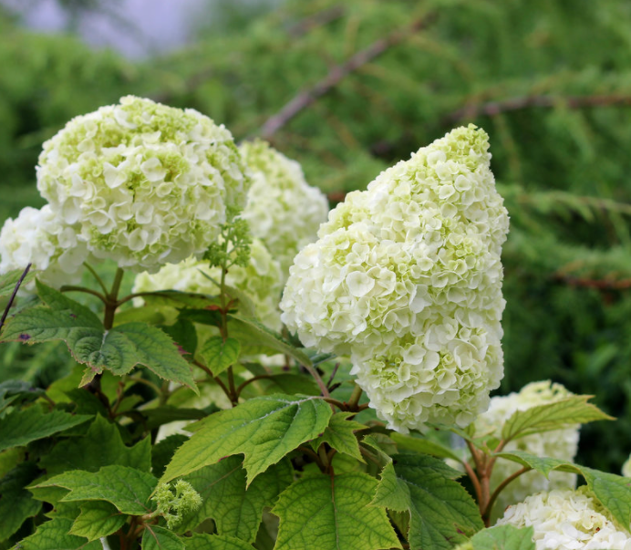 HYDRANGEA QU. &