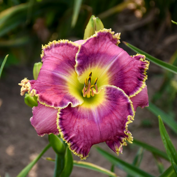 HEM T.A.N. RASPBERRY ECLIPSE 19CM PTW