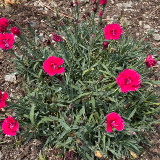 DIANTHUS EVERBLOOM RED DELICIOUS 19CM