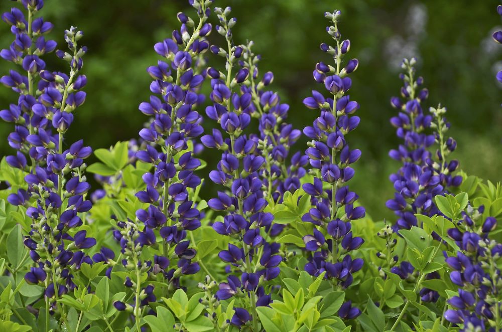 BAPTISIA &