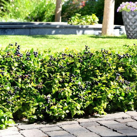 VACCINIUM BERRYBUX  19CM RAZ