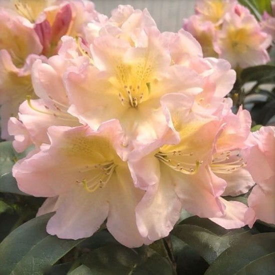 RHODO. HOLDENS™ PEACH G3 PTW