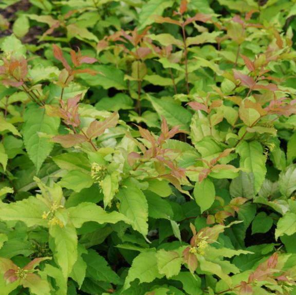 DIERVILLA S. &