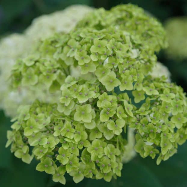 HYDRANGEA A. INVINCBLE SUBLIME™ G3 PW