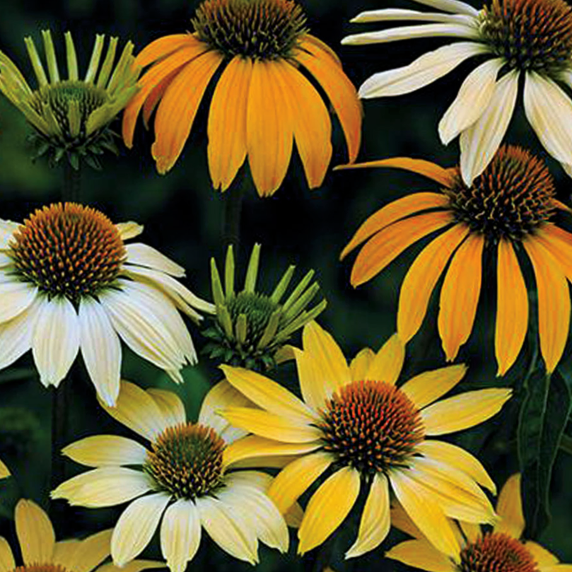 ECHINACEA P. &