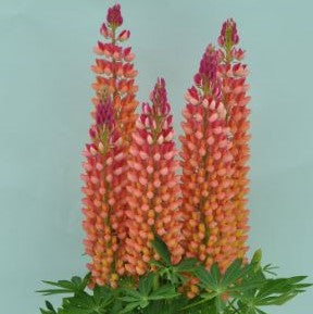 Lupine Staircase™ Orange