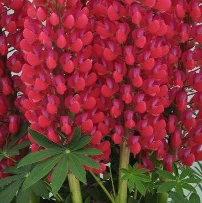 Lupine Staircase™ Red