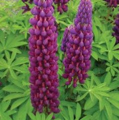 Lupine Westcountry Masterpiece
