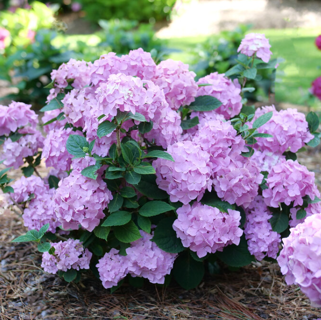 HYDRANGEA M. LETS DANCE SKY VIEW®  G3 PW FCD