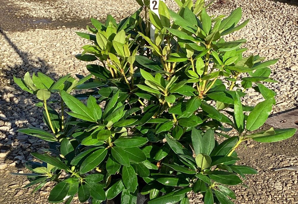 RHODO. &