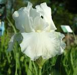 IRIS GERMANICA &