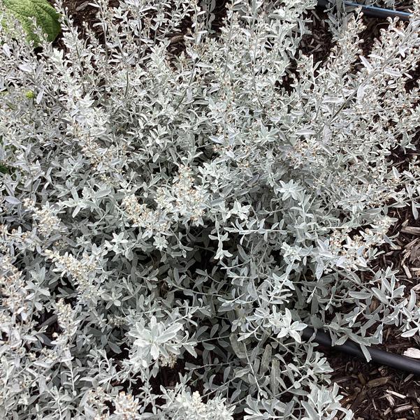 ARTEMISIA GARDEN GHOST 19CM