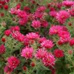 Alma Potchke Aster (ASTER ALMA POTSCHKE) - 1 gallon