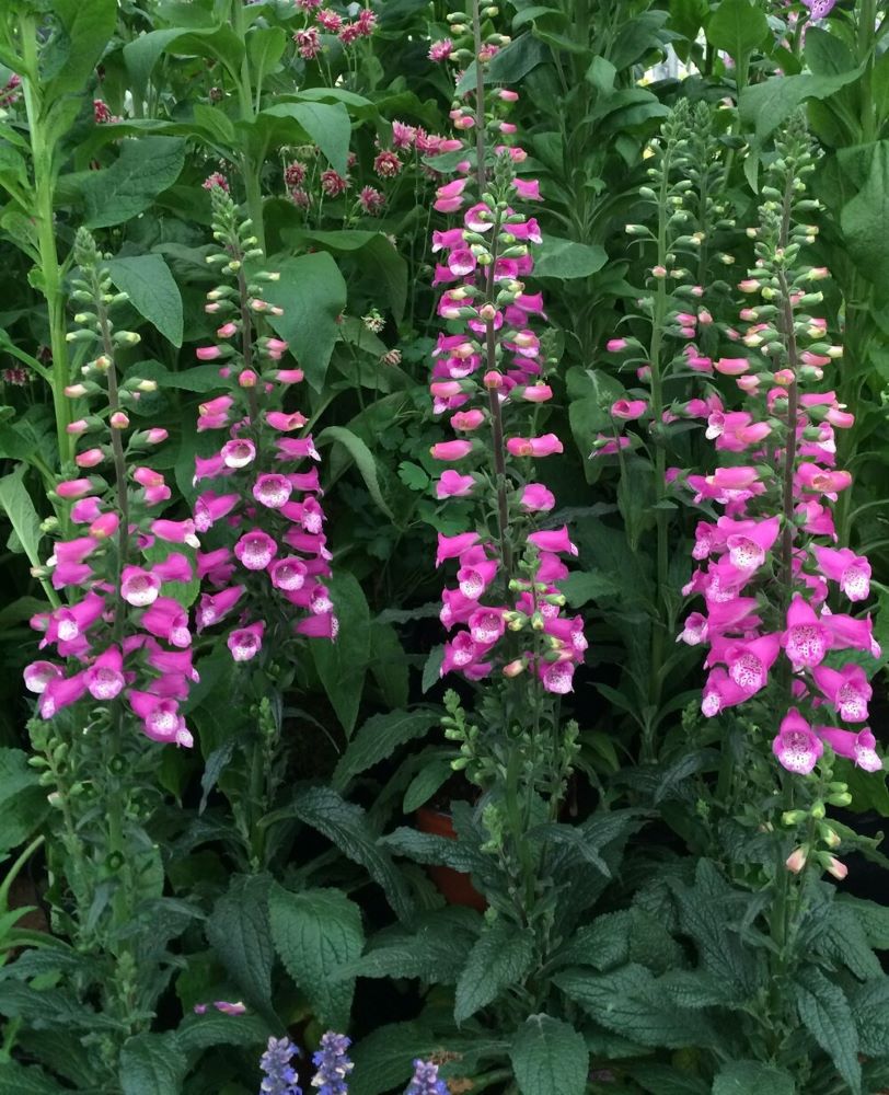 Foxglove Lucas Pink