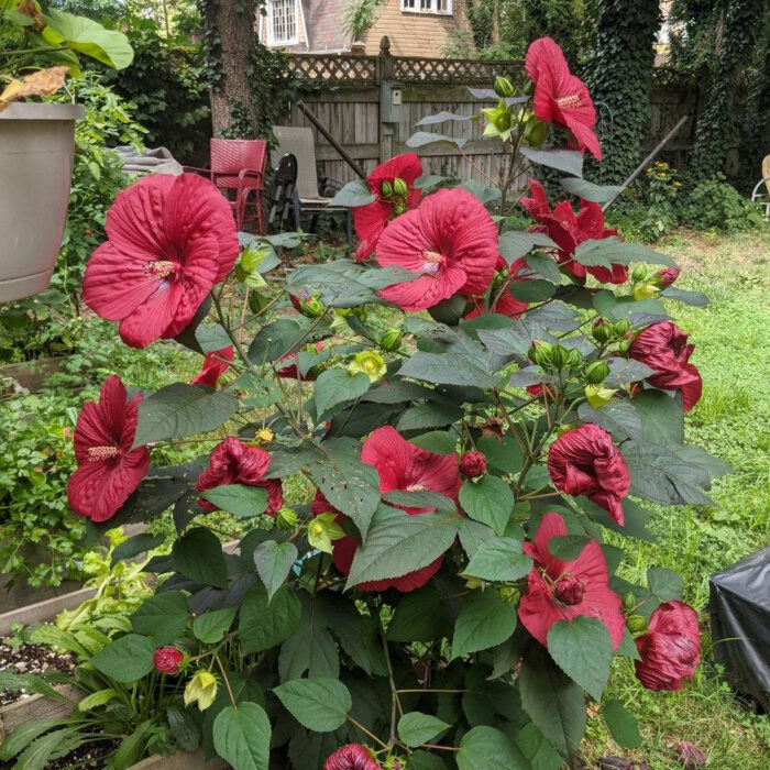 Hibiscus Morello