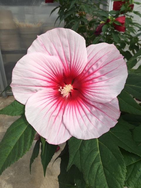 Hibiscus Rosita