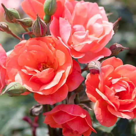 ROSE K.O. &