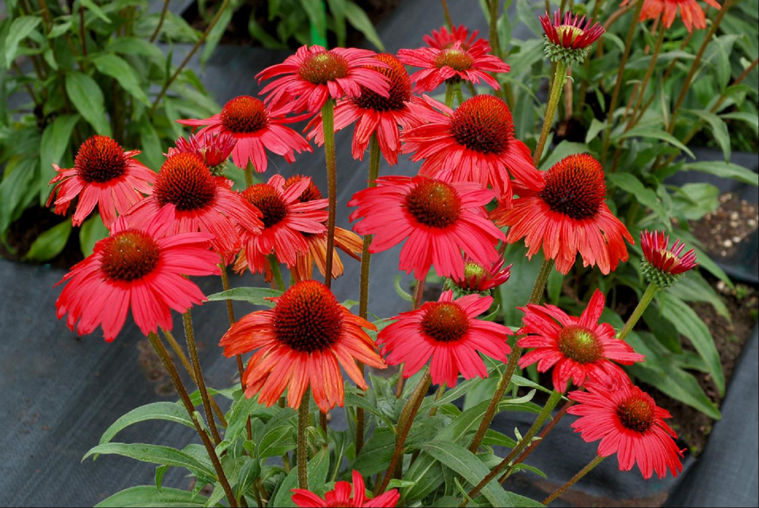 ECHINACEA &