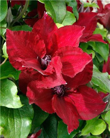 CLEMATIS &