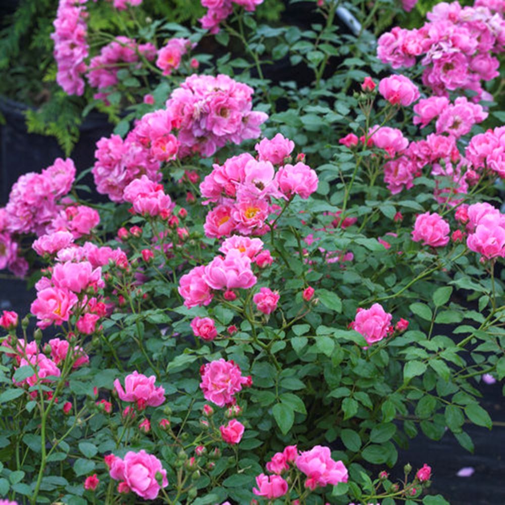ROSE OSO EASY® DOUBLE PINK G2 PW