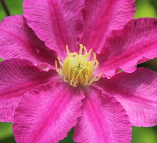 CLEMATIS &