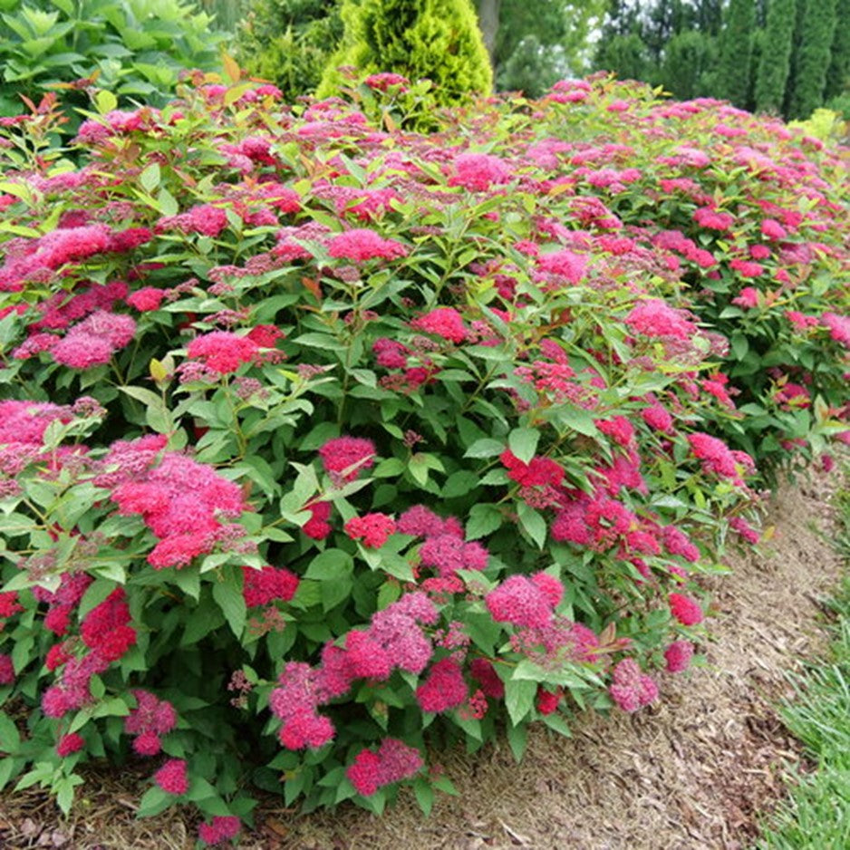 SPIRAEA JAP. &