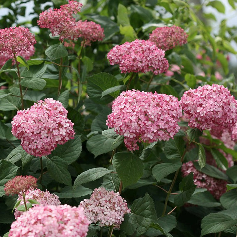 HYDRANGEA A. INVINCBLE® RUBY  G3 PW