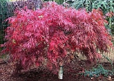 Japanese Maple &