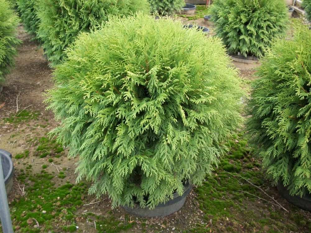 THUJA OCC. &