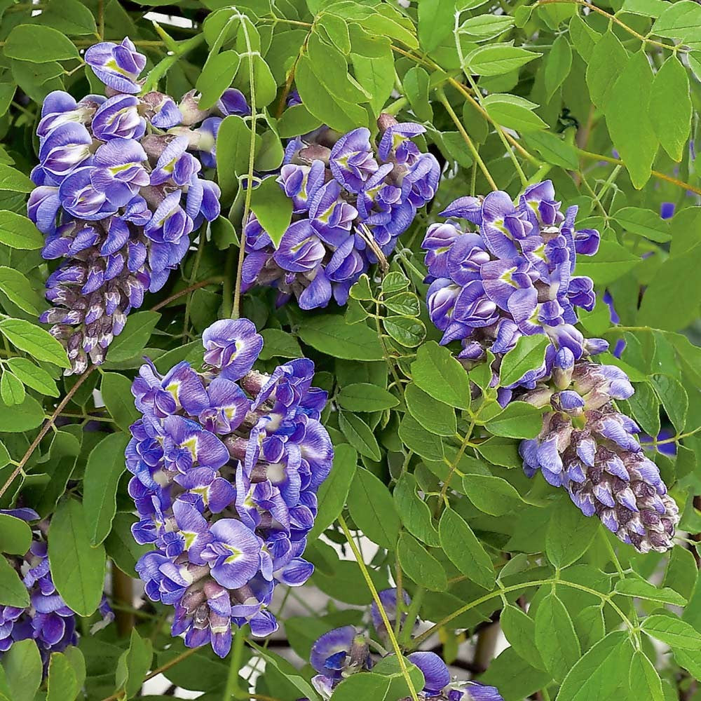 Amethyst Falls Wisteria (WISTERIA FR. AMETHYST FALLS) - 2 gallon 20&quot; TRELLIS