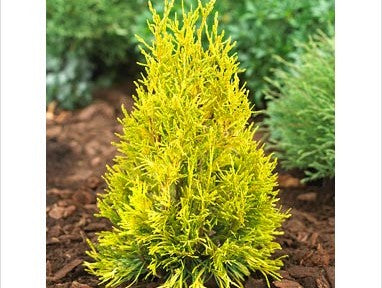THUJA PLICATA &