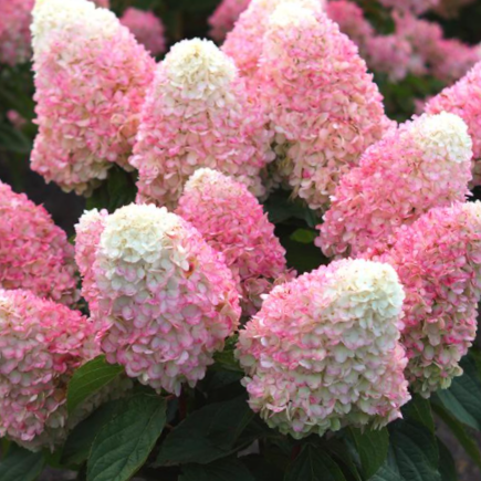 HYDRANGEA P LOVE-A-LOT PINK  G3 WF