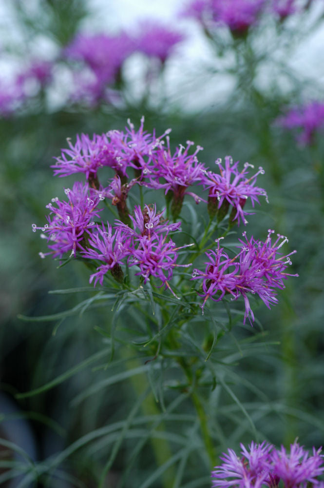 VERNONIA L. &