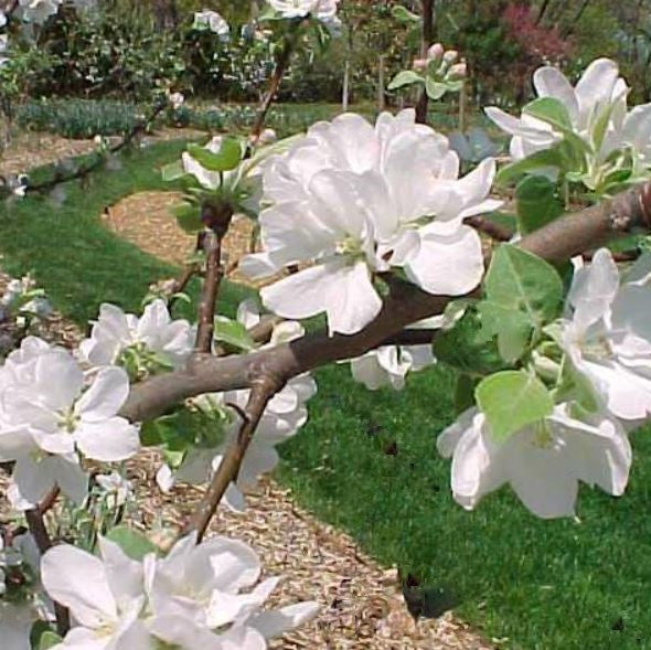 Liberty Apple (Malus &