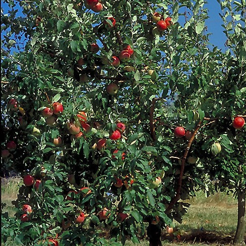 Zestar! Apple (Malus &