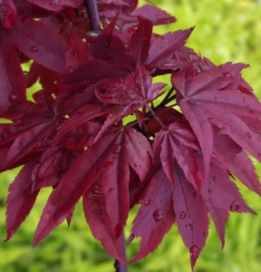 Twombly’s Red Sentinel Maple (Acer palmatum &