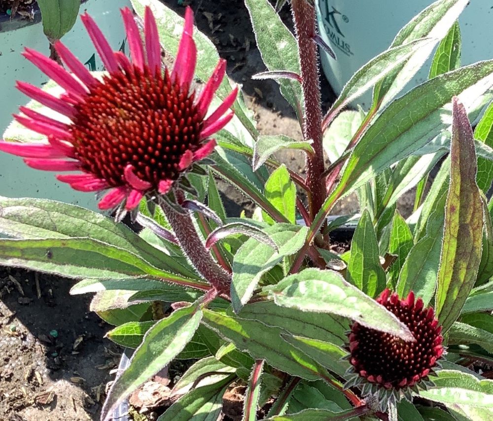 Sunseekers Purplicious Coneflower (Echinacea sunseekers &