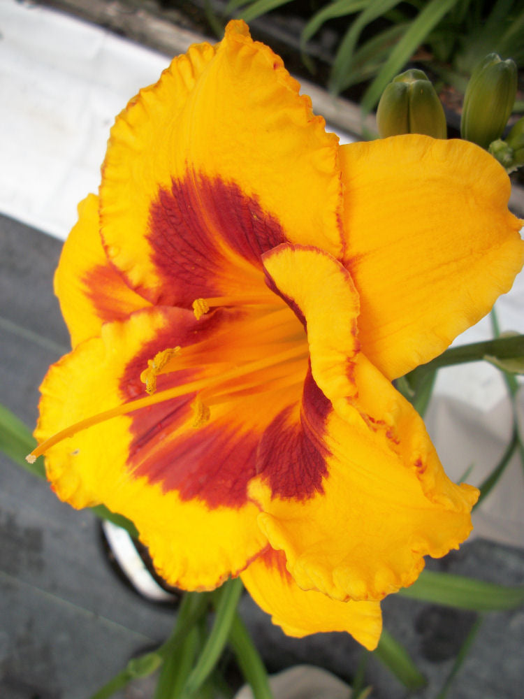 Fooled Me Daylily (Hemerocallis T.A.N. &