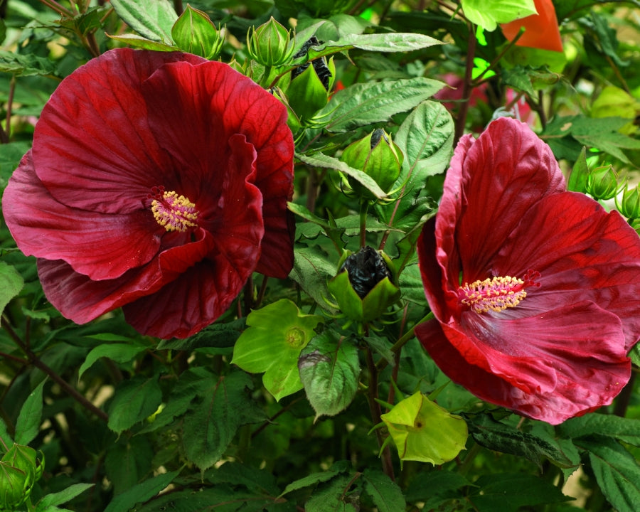 Summerific® Cranberry Crush Rose Mallow (Hibiscus moscheutos &