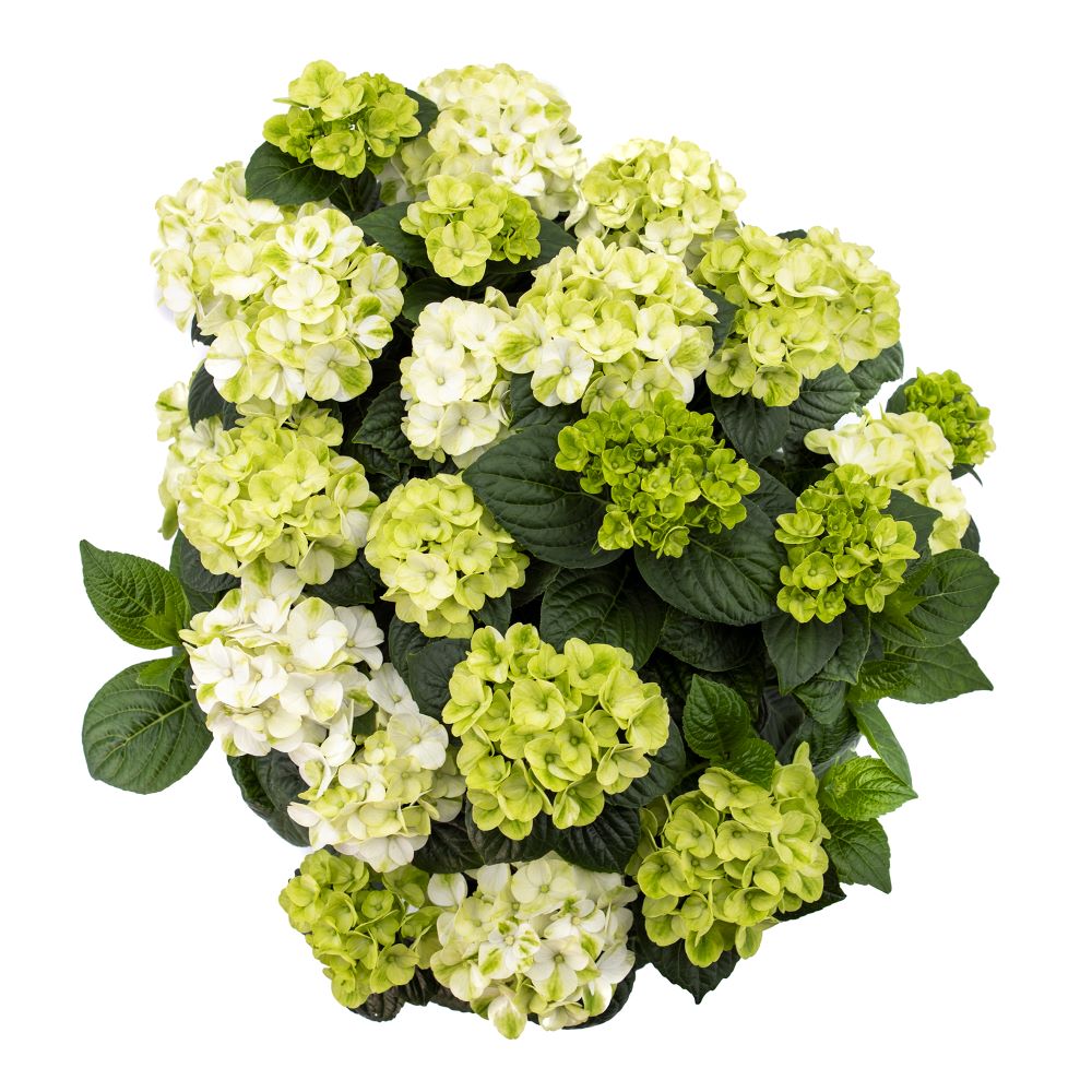 Grin and Tonic™ Reblooming Hydrangea (Hydrangea macrophylla &
