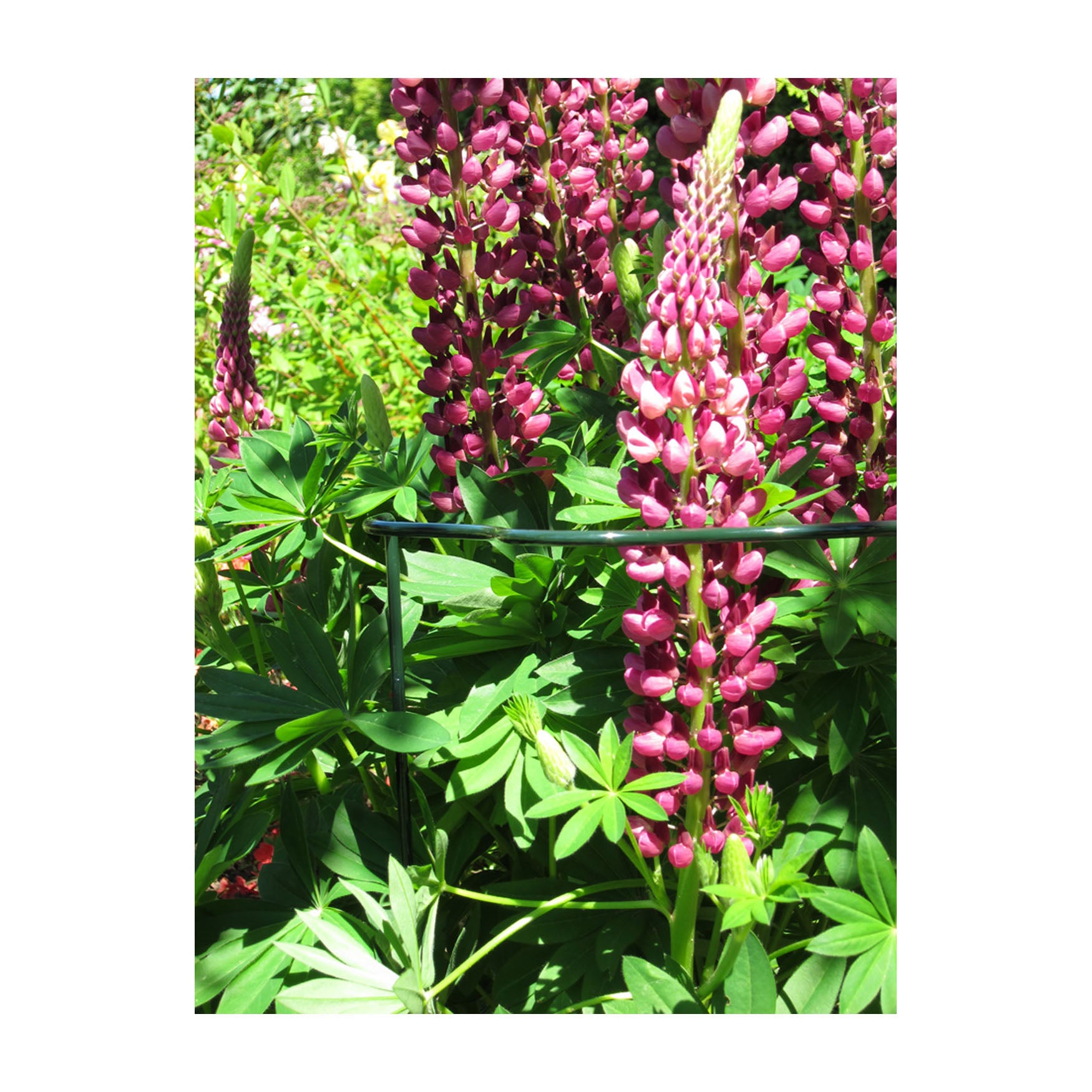 Plant Support Cradle 28" Scalloped