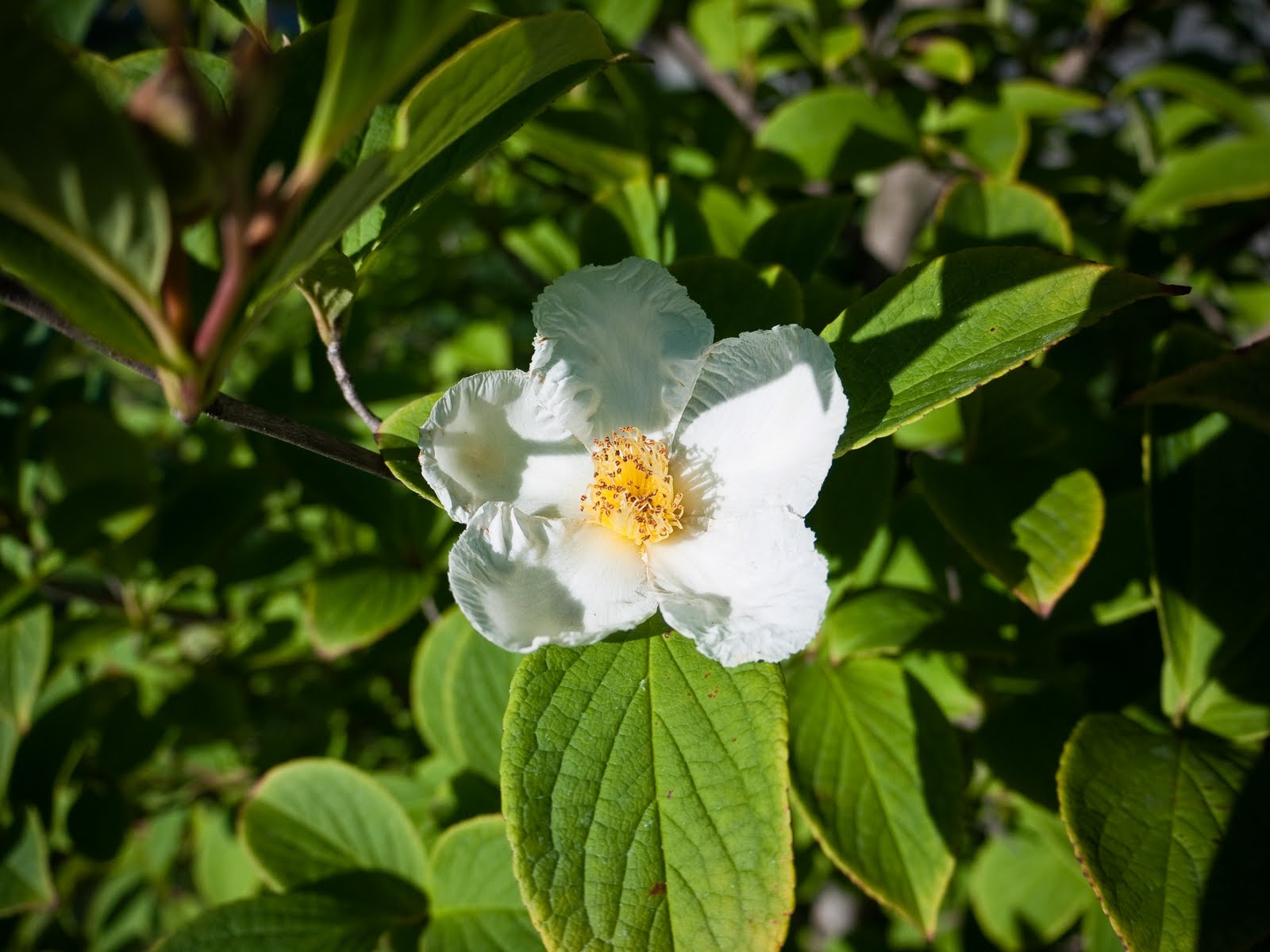 Japanese Stewartia (Stewartia pseudocamellia) - 2 gallon 5-6&