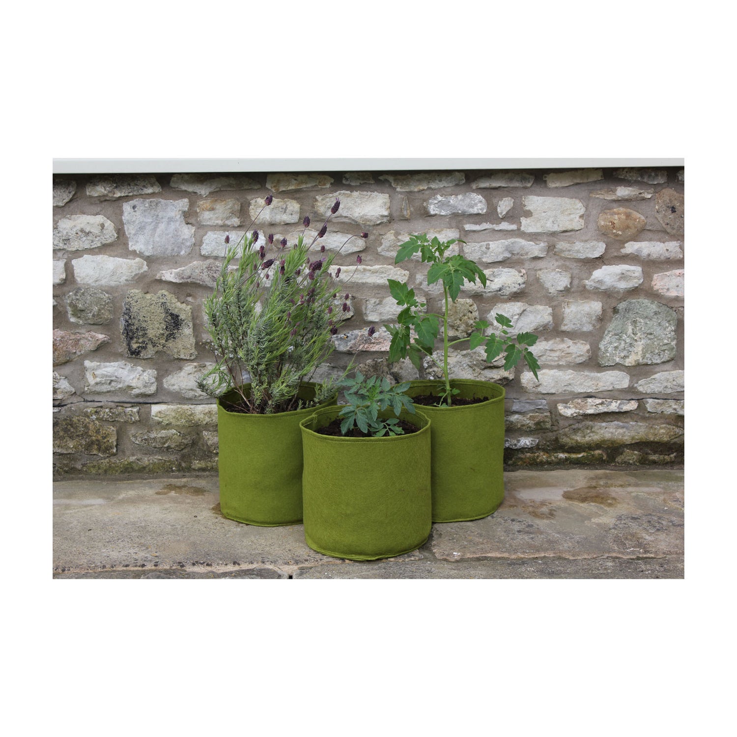 2.6 Gal Vigoroot Pots 3pk
