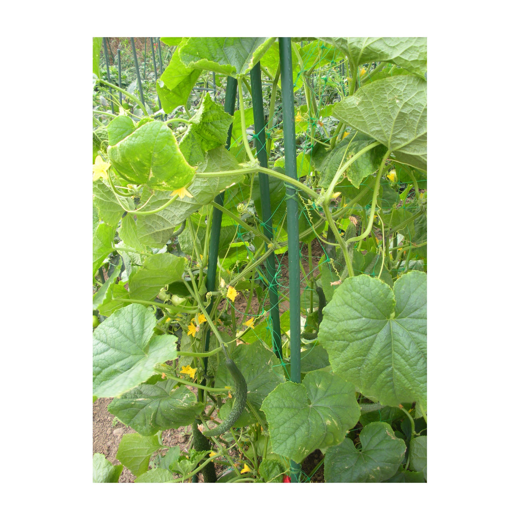 60" Metal Garden Stake