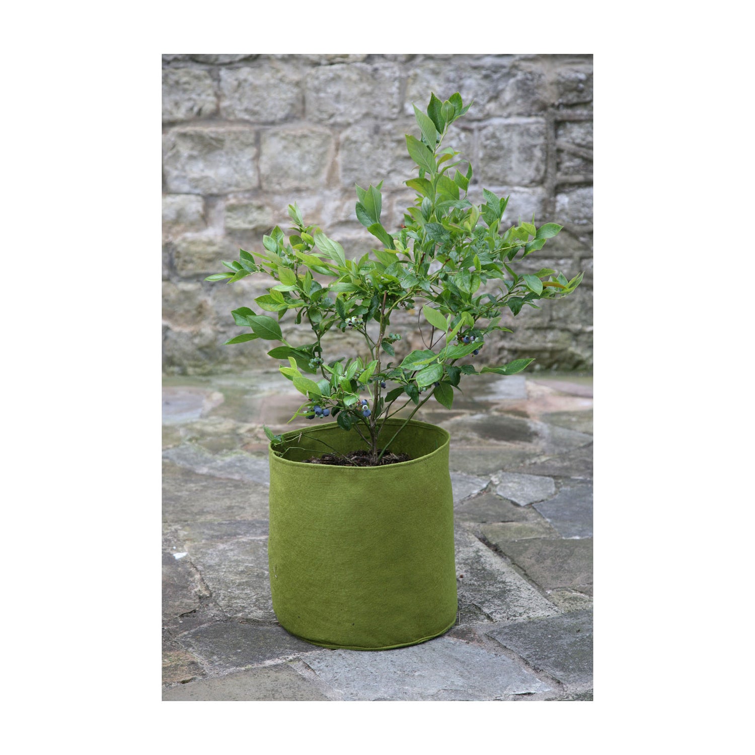 2.6 Gal Vigoroot Pots 3pk