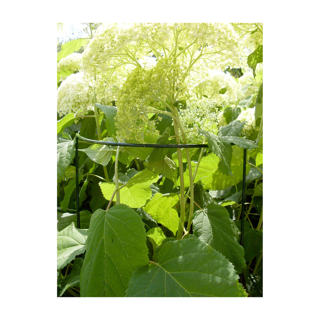 Plant Support Cradle 14" Half Circle